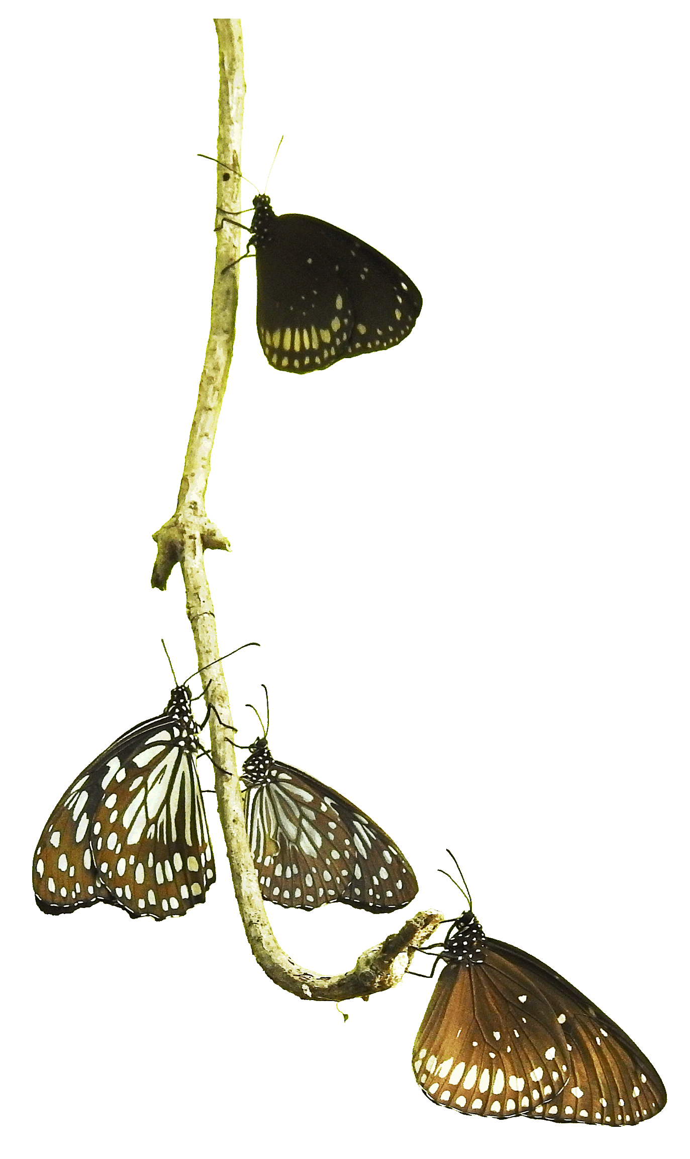 Nature illustration with butterflies and plants